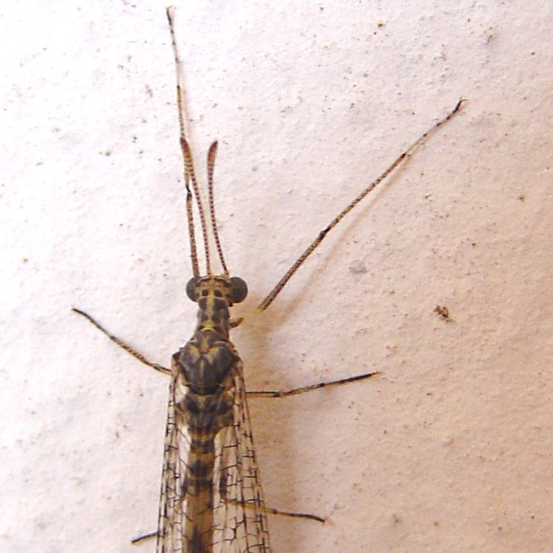 Megistopus mirabilis sul web